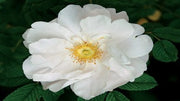 Rosa 'Henry Hudson'